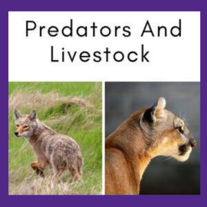 Predator and Livestock 