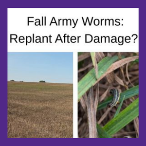 fall armyworms